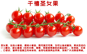 小番茄（千禧）.jpg