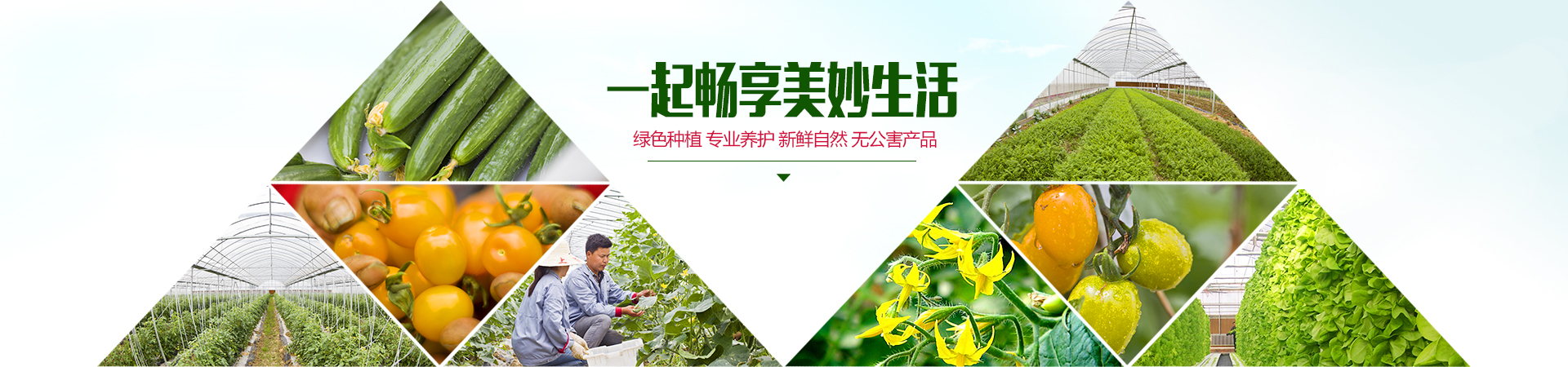 安博手机端