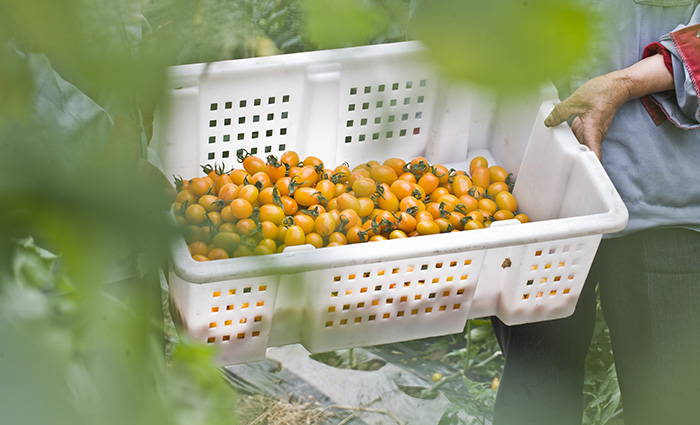 黄金珠小番茄
